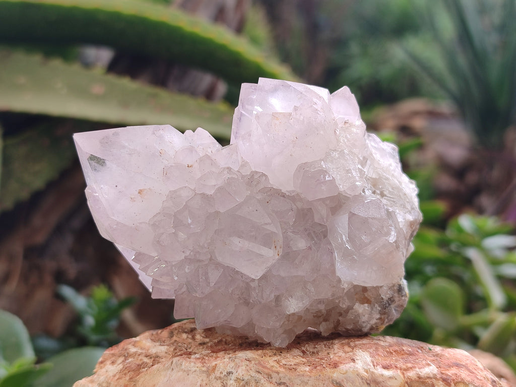 Natural Cactus Spirit Amethyst Clusters x 4 From Boekenhouthoek, South Africa - Toprock Gemstones and Minerals 