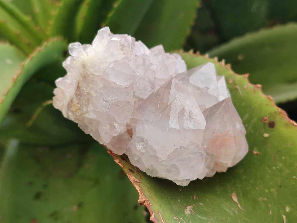 Natural Cactus Spirit Amethyst Clusters x 4 From Boekenhouthoek, South Africa - Toprock Gemstones and Minerals 