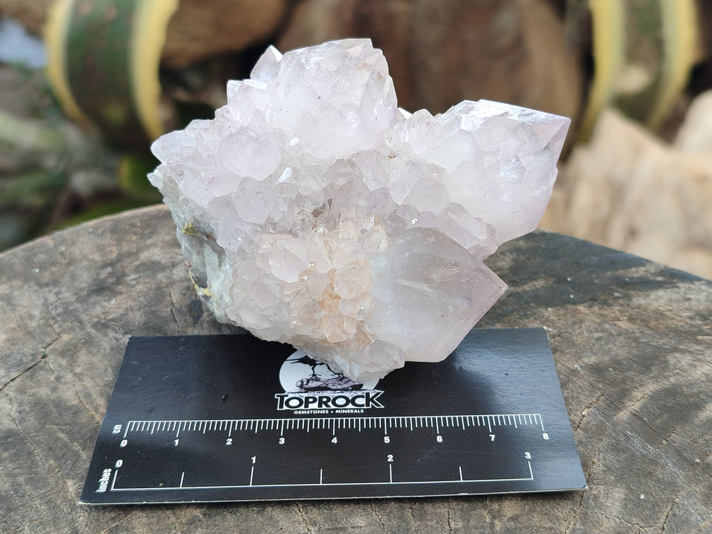 Natural Cactus Spirit Amethyst Clusters x 4 From Boekenhouthoek, South Africa - Toprock Gemstones and Minerals 