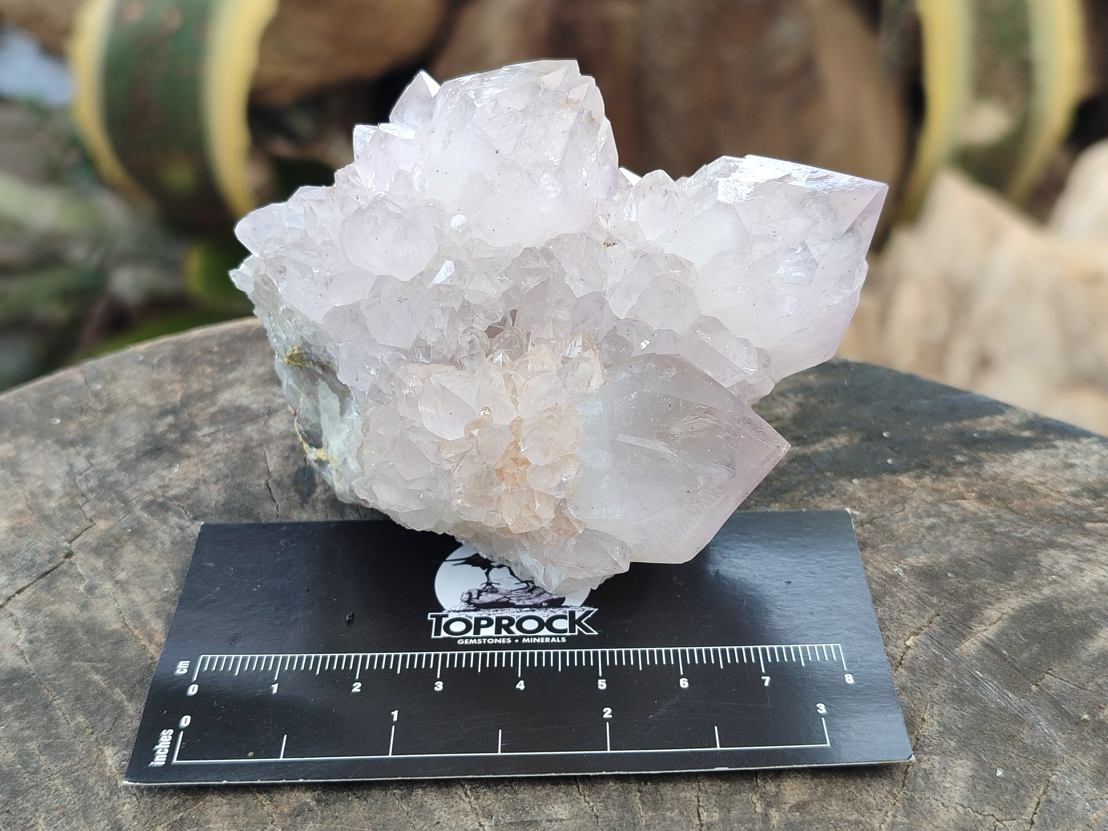 Natural Cactus Spirit Amethyst Clusters x 4 From Boekenhouthoek, South Africa - Toprock Gemstones and Minerals 
