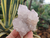 Natural Cactus Spirit Amethyst Clusters x 4 From Boekenhouthoek, South Africa