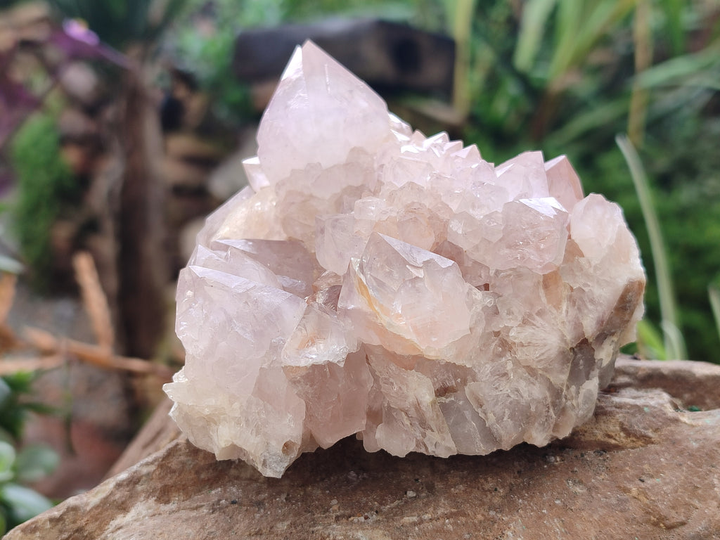 Natural Cactus Spirit Amethyst Clusters x 4 From Boekenhouthoek, South Africa - Toprock Gemstones and Minerals 