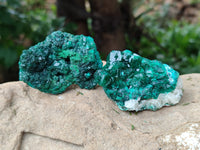 Natural Dioptase On Dolomite Specimens x 6 From Mashamba West Mine, Congo
