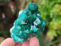 Natural Dioptase On Dolomite Specimens x 6 From Mashamba West Mine, Congo