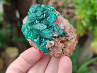 Natural Dioptase On Dolomite Specimens x 6 From Mashamba West Mine, Congo