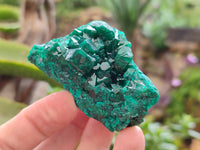 Natural Dioptase On Dolomite Specimens x 6 From Mashamba West Mine, Congo