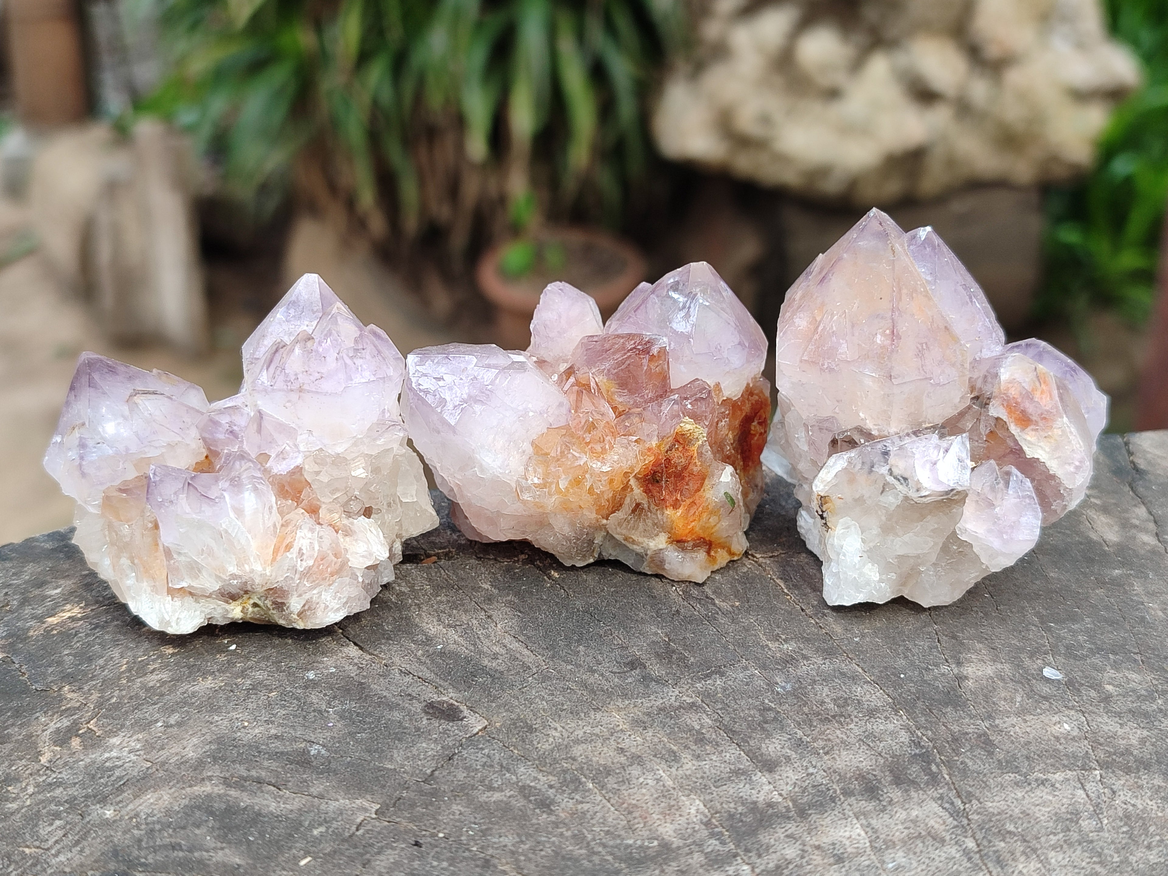 Natural Cactus Flower Sunburst Spirit Amethyst Clusters x 20 From Boekenhouthoek, South Africa - Toprock Gemstones and Minerals 