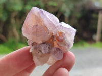 Natural Cactus Flower Sunburst Spirit Amethyst Clusters x 20 From Boekenhouthoek, South Africa