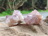Natural Cactus Flower Sunburst Spirit Amethyst Clusters x 20 From Boekenhouthoek, South Africa