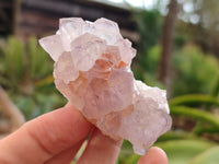 Natural Cactus Flower Sunburst Spirit Amethyst Clusters x 20 From Boekenhouthoek, South Africa