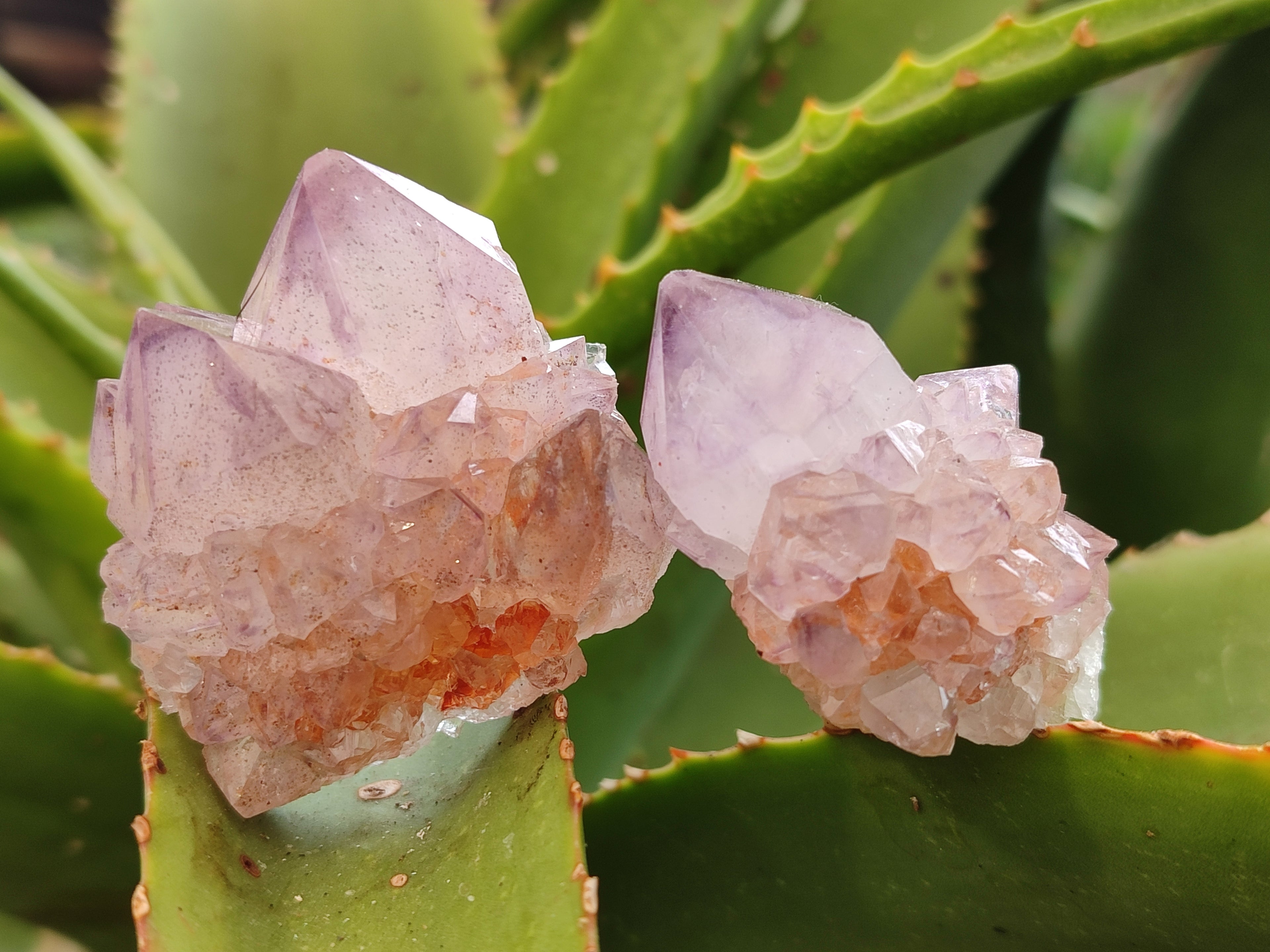 Natural Cactus Flower Sunburst Spirit Amethyst Clusters x 20 From Boekenhouthoek, South Africa - Toprock Gemstones and Minerals 