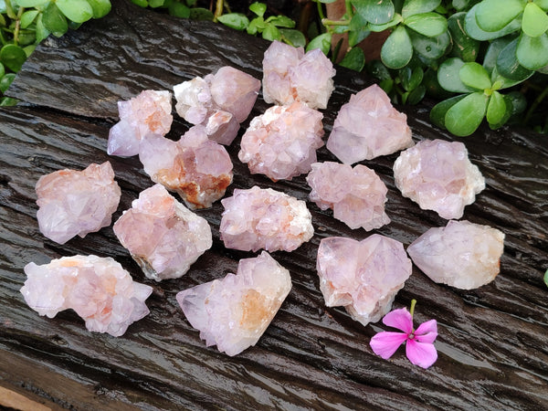 Natural Cactus Flower Sunburst Spirit Amethyst Clusters x 20 From Boekenhouthoek, South Africa