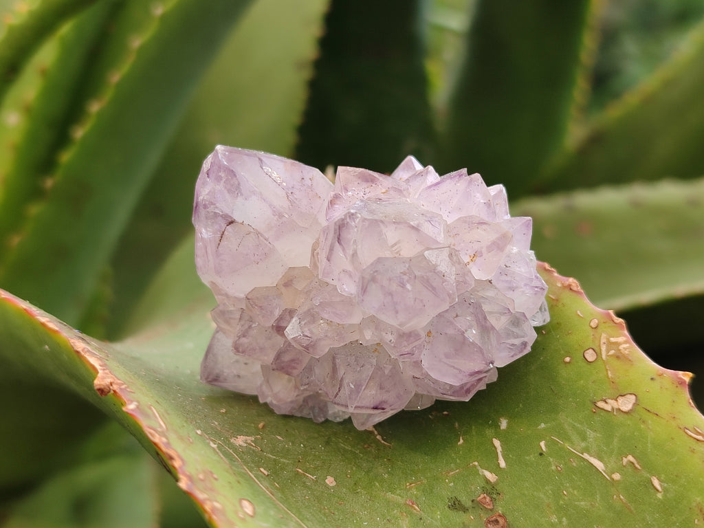 Natural Cactus Flower Sunburst Spirit Amethyst Clusters x 20 From Boekenhouthoek, South Africa - Toprock Gemstones and Minerals 