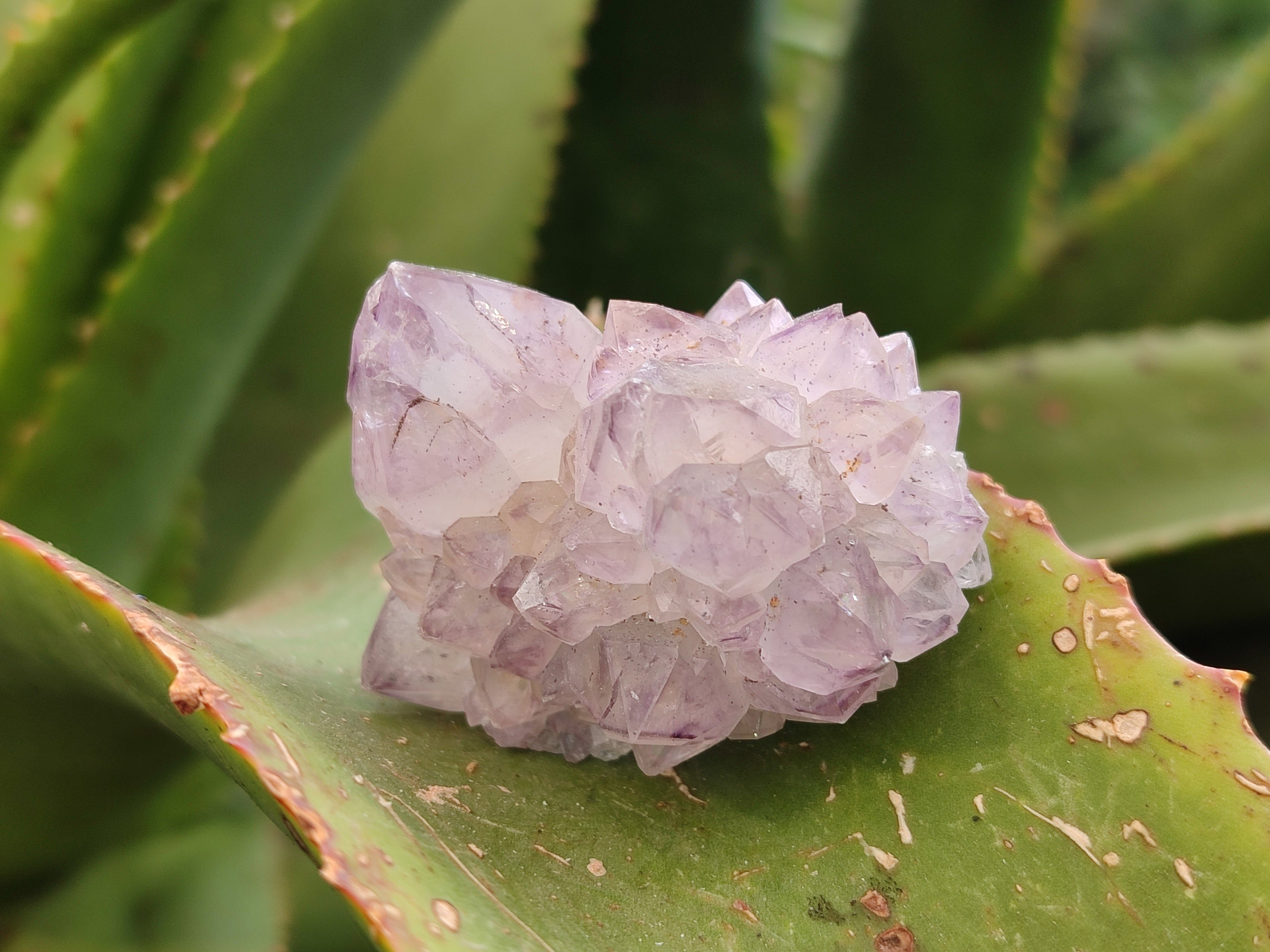 Natural Cactus Flower Sunburst Spirit Amethyst Clusters x 20 From Boekenhouthoek, South Africa - Toprock Gemstones and Minerals 