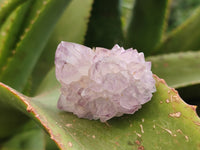 Natural Cactus Flower Sunburst Spirit Amethyst Clusters x 20 From Boekenhouthoek, South Africa