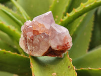 Natural Cactus Flower Sunburst Spirit Amethyst Clusters x 20 From Boekenhouthoek, South Africa