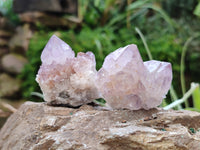 Natural Cactus Flower Sunburst Spirit Amethyst Clusters x 20 From Boekenhouthoek, South Africa