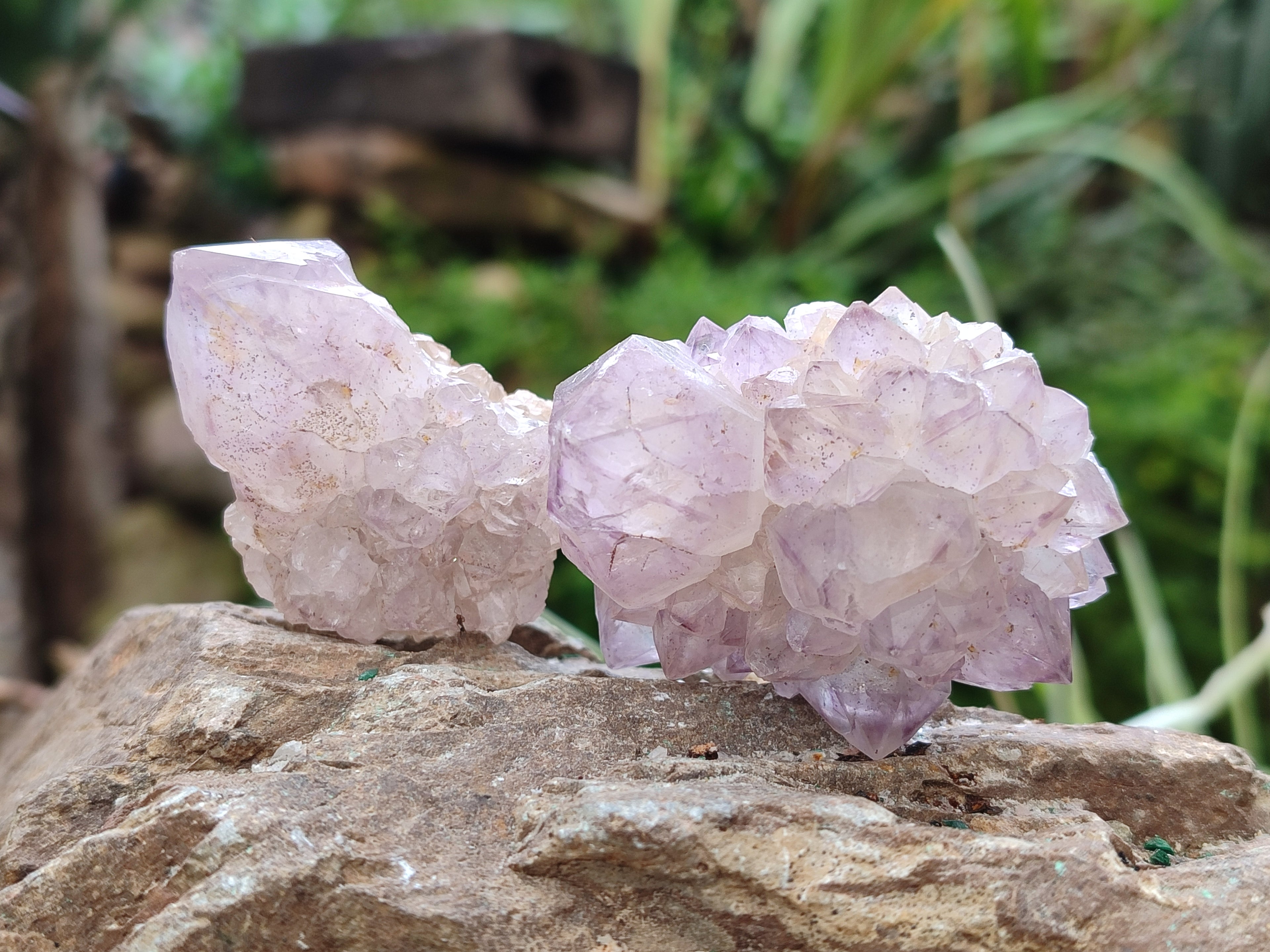 Natural Cactus Flower Sunburst Spirit Amethyst Clusters x 20 From Boekenhouthoek, South Africa - Toprock Gemstones and Minerals 