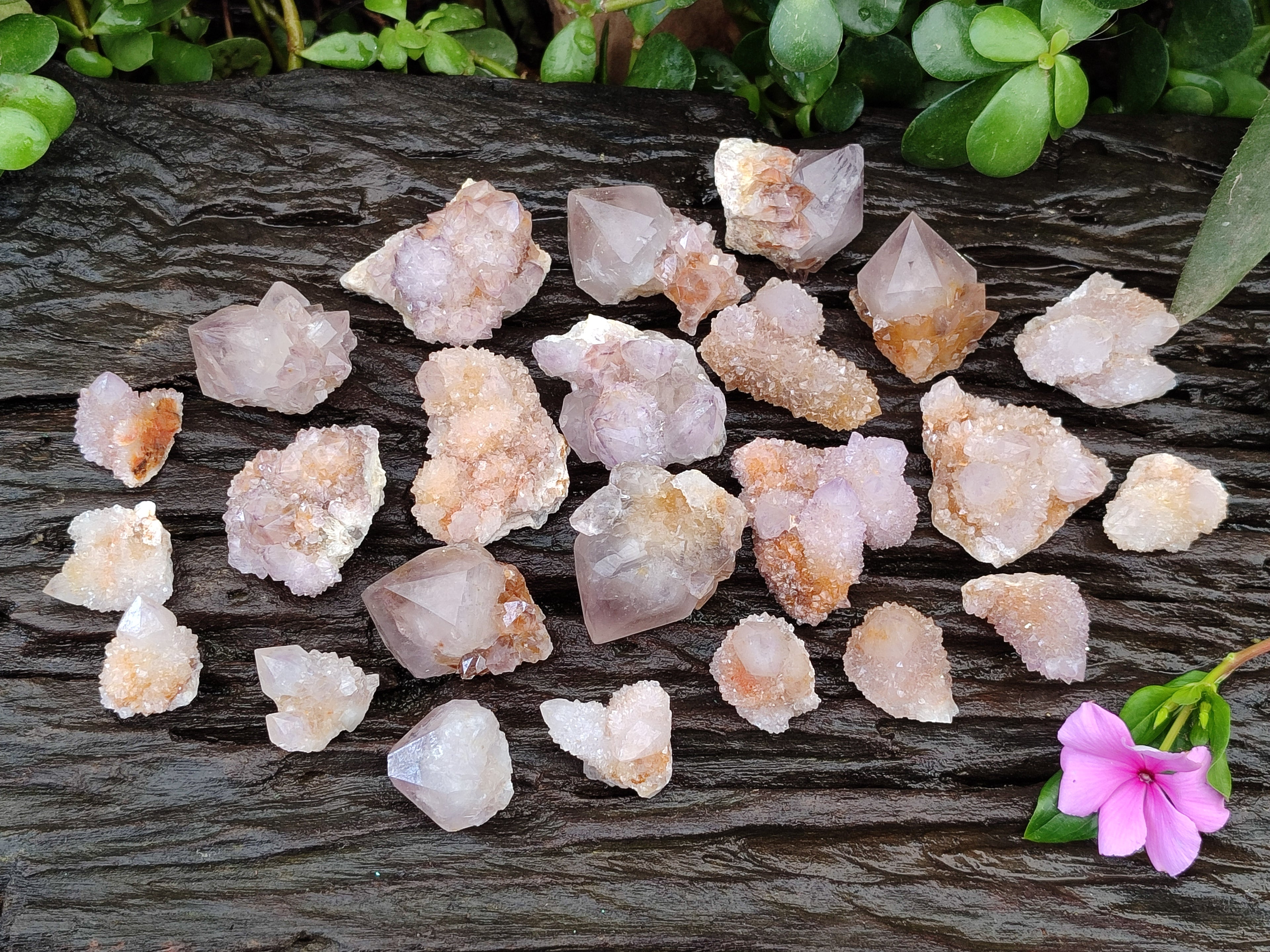 Natural Amethyst Spirit Quartz Clusters x 39 From Boekenhouthoek, South Africa - Toprock Gemstones and Minerals 