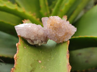 Natural Amethyst Spirit Quartz Clusters x 39 From Boekenhouthoek, South Africa