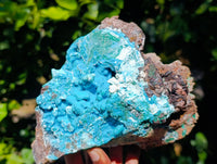 Natural Drusy Coated Stalagmite Chrysocolla with Malachite and Cuprite on Dolomite Matrix x 1 From Lupoto Mine, Congo