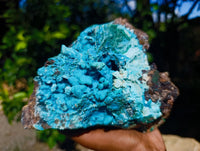 Natural Drusy Coated Stalagmite Chrysocolla with Malachite and Cuprite on Dolomite Matrix x 1 From Lupoto Mine, Congo