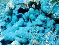 Natural Drusy Coated Stalagmite Chrysocolla with Malachite and Cuprite on Dolomite Matrix x 1 From Lupoto Mine, Congo