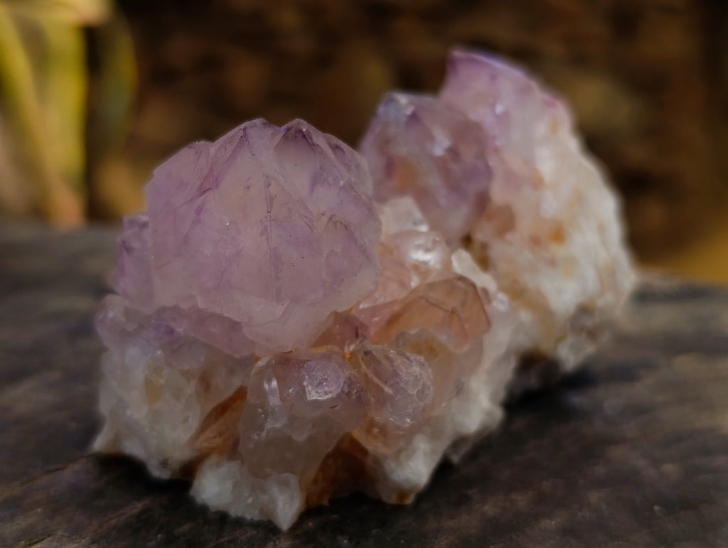 Natural Cactus Flower Sunburst Spirit Amethyst Clusters x 12 From Boekenhouthoek, South Africa - Toprock Gemstones and Minerals 