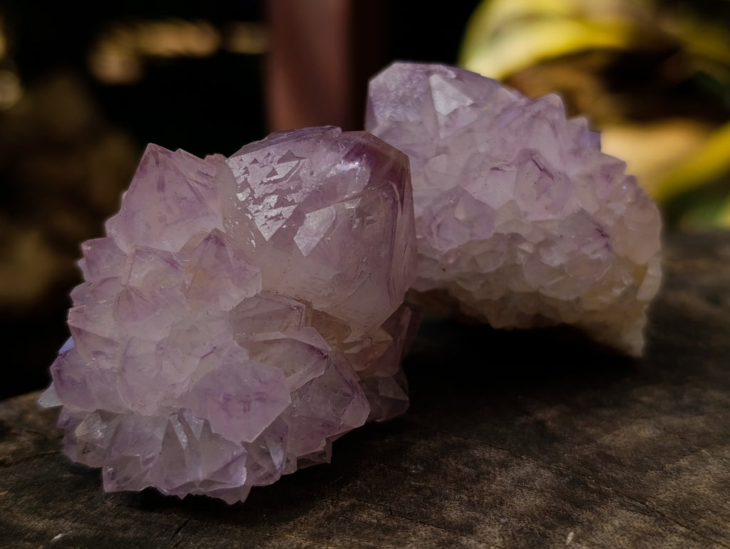 Natural Cactus Flower Sunburst Spirit Amethyst Clusters x 12 From Boekenhouthoek, South Africa - Toprock Gemstones and Minerals 