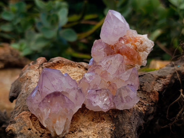 Natural Cactus Flower Sunburst Spirit Amethyst Clusters x 12 From Boekenhouthoek, South Africa