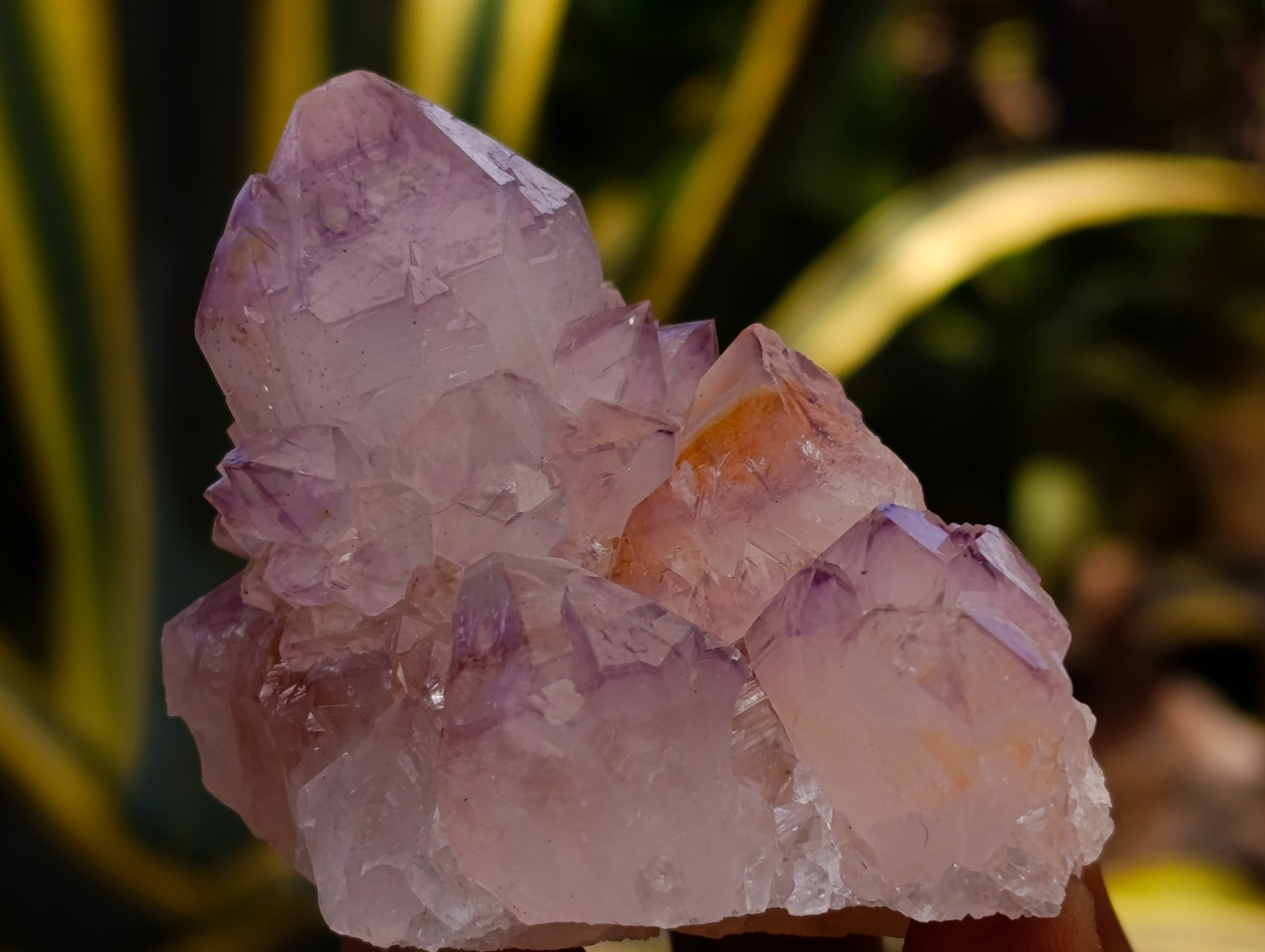 Natural Cactus Flower Sunburst Spirit Amethyst Clusters x 12 From Boekenhouthoek, South Africa - Toprock Gemstones and Minerals 