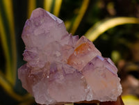 Natural Cactus Flower Sunburst Spirit Amethyst Clusters x 12 From Boekenhouthoek, South Africa