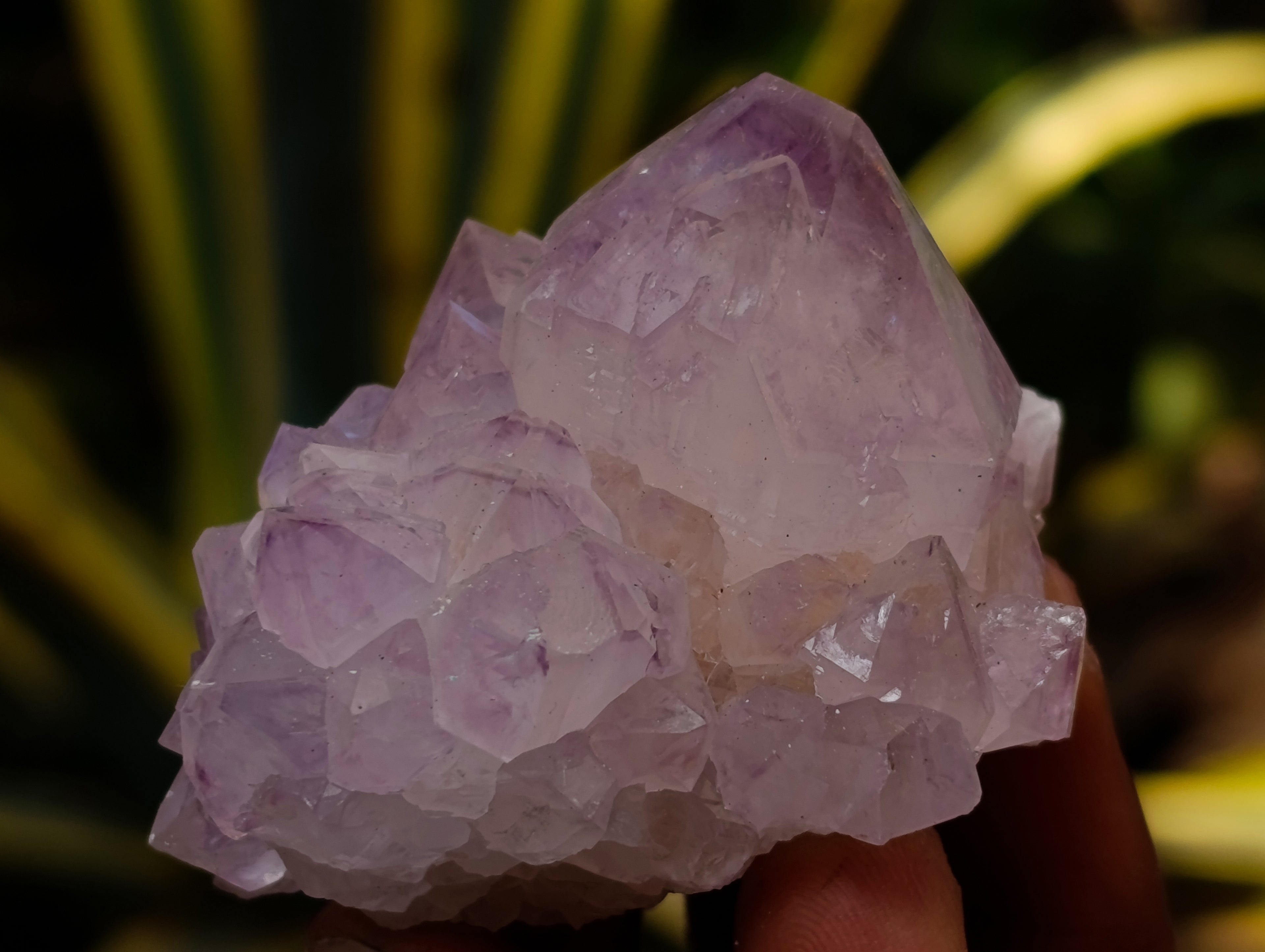Natural Cactus Flower Sunburst Spirit Amethyst Clusters x 12 From Boekenhouthoek, South Africa - Toprock Gemstones and Minerals 