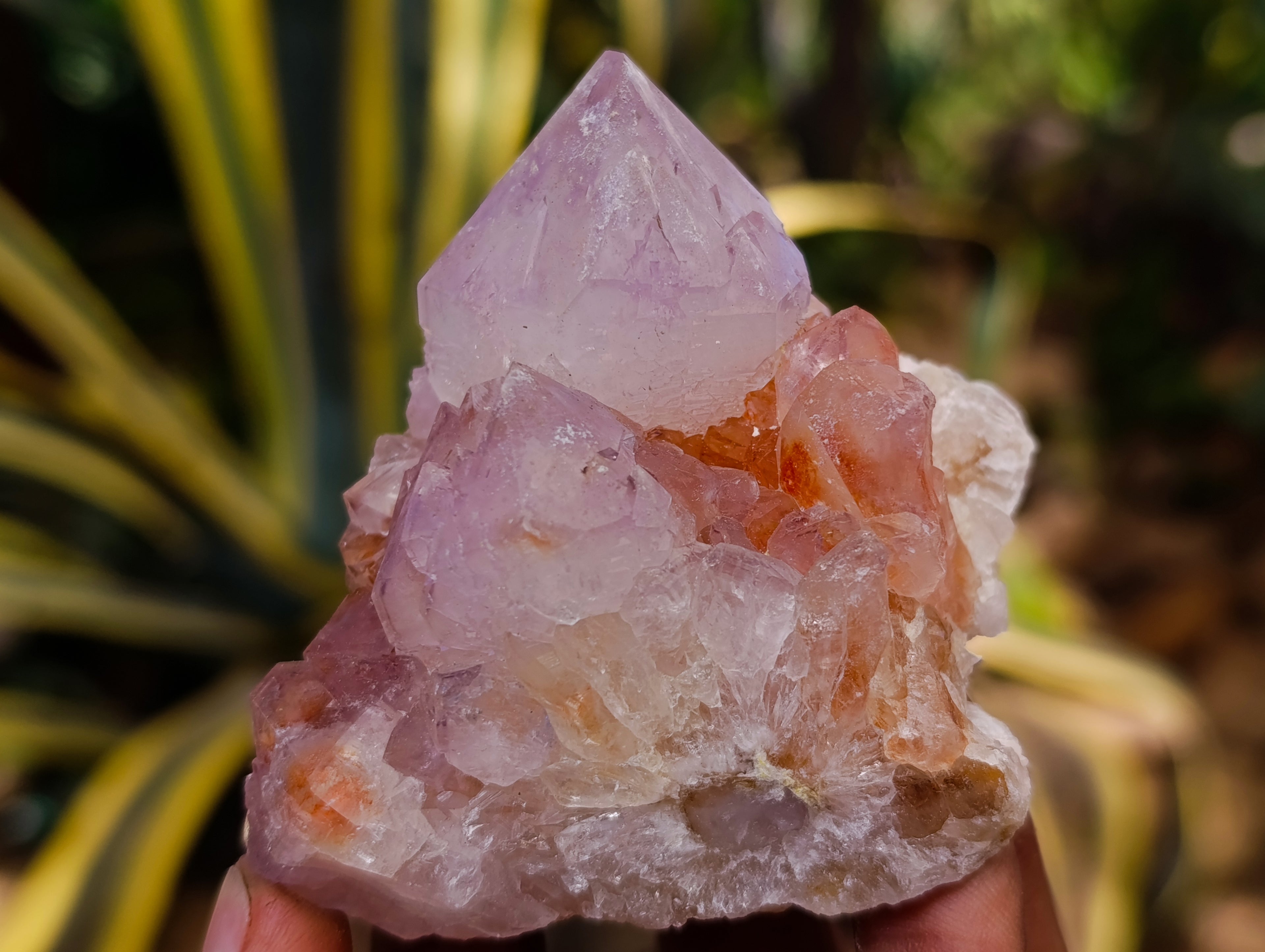 Natural Cactus Flower Sunburst Spirit Amethyst Clusters x 12 From Boekenhouthoek, South Africa - Toprock Gemstones and Minerals 