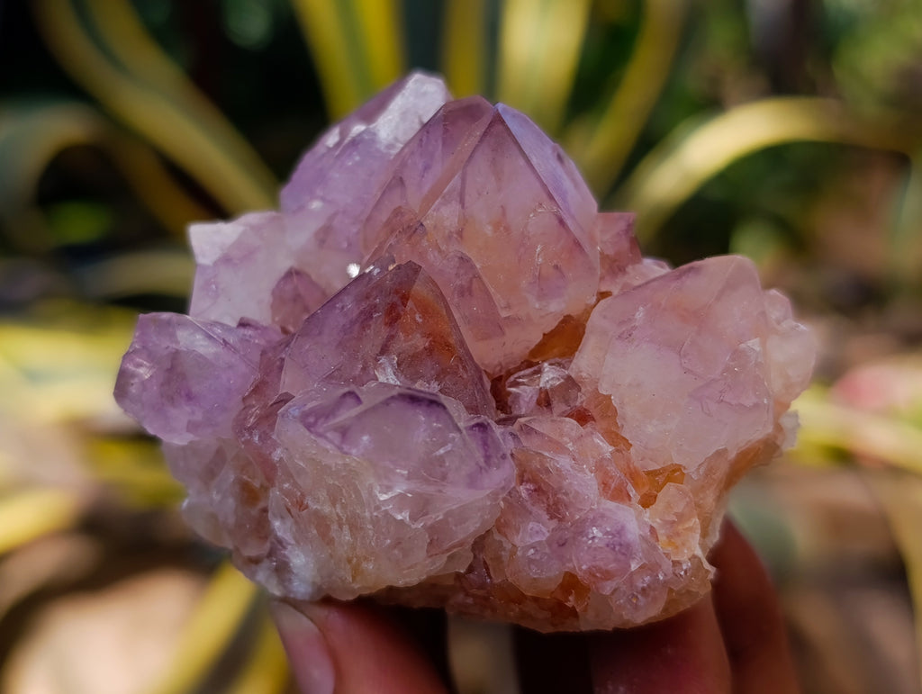 Natural Cactus Flower Sunburst Spirit Amethyst Clusters x 12 From Boekenhouthoek, South Africa - Toprock Gemstones and Minerals 