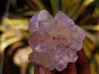 Natural Cactus Flower Sunburst Spirit Amethyst Clusters x 12 From Boekenhouthoek, South Africa - Toprock Gemstones and Minerals 