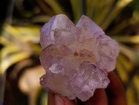 Natural Cactus Flower Sunburst Spirit Amethyst Clusters x 12 From Boekenhouthoek, South Africa