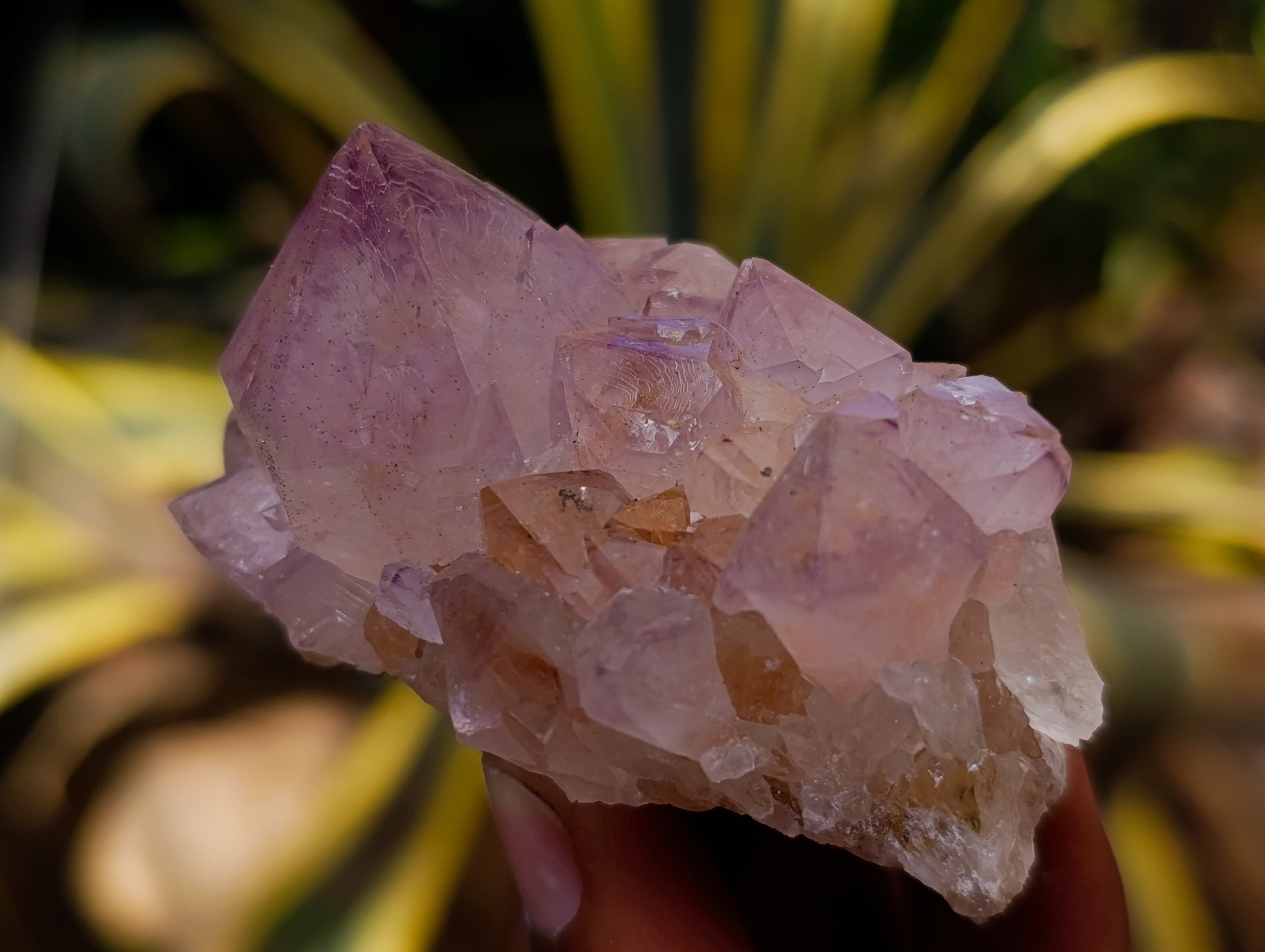 Natural Cactus Flower Sunburst Spirit Amethyst Clusters x 12 From Boekenhouthoek, South Africa - Toprock Gemstones and Minerals 