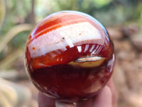 Polished Carnelian Agate Spheres x 6 From Madagascar