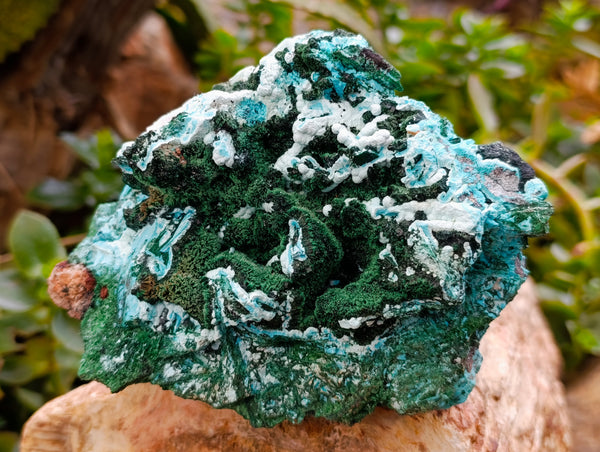 Natural Drusy Coated Chrysocolla with Malachite x 2 From Lupoto Mine, Congo