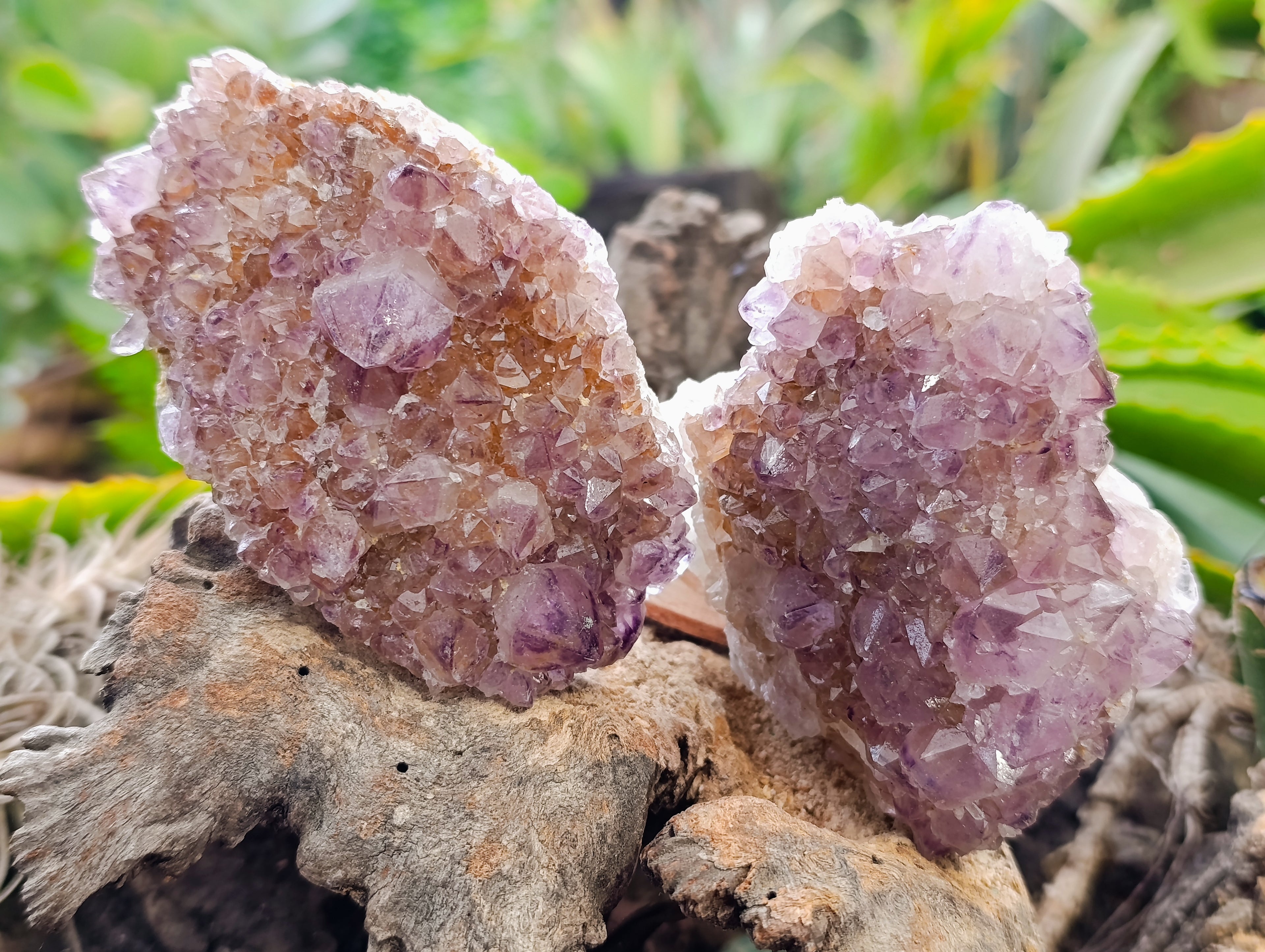 Natural Dark Amethyst Spirit Quartz Clusters x 6 From Boekenhouthoek, South Africa - Toprock Gemstones and Minerals 
