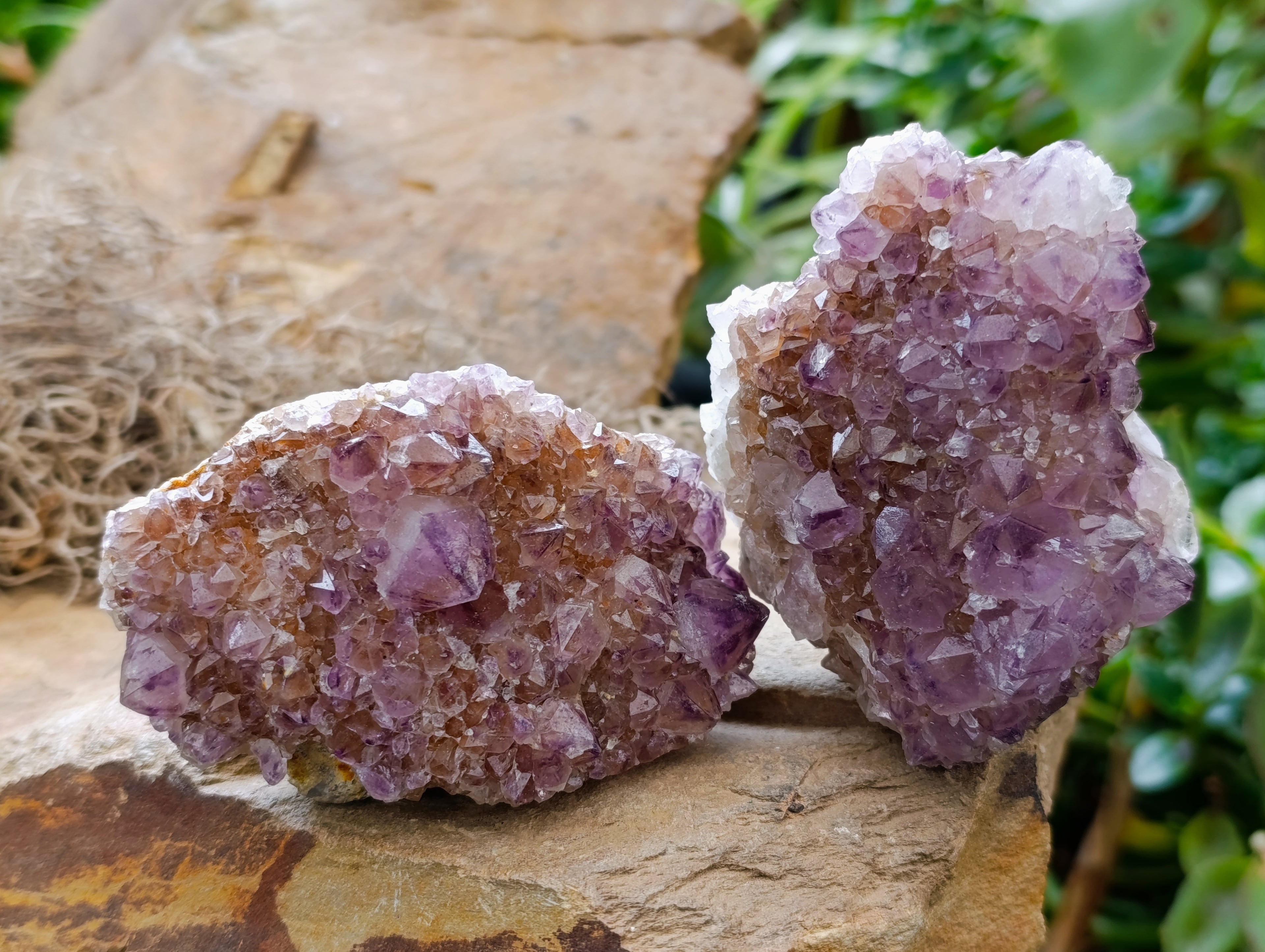 Natural Dark Amethyst Spirit Quartz Clusters x 6 From Boekenhouthoek, South Africa - Toprock Gemstones and Minerals 