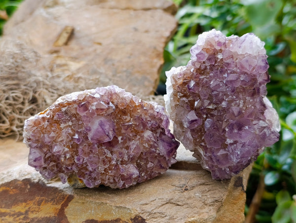 Natural Dark Amethyst Spirit Quartz Clusters x 6 From Boekenhouthoek, South Africa