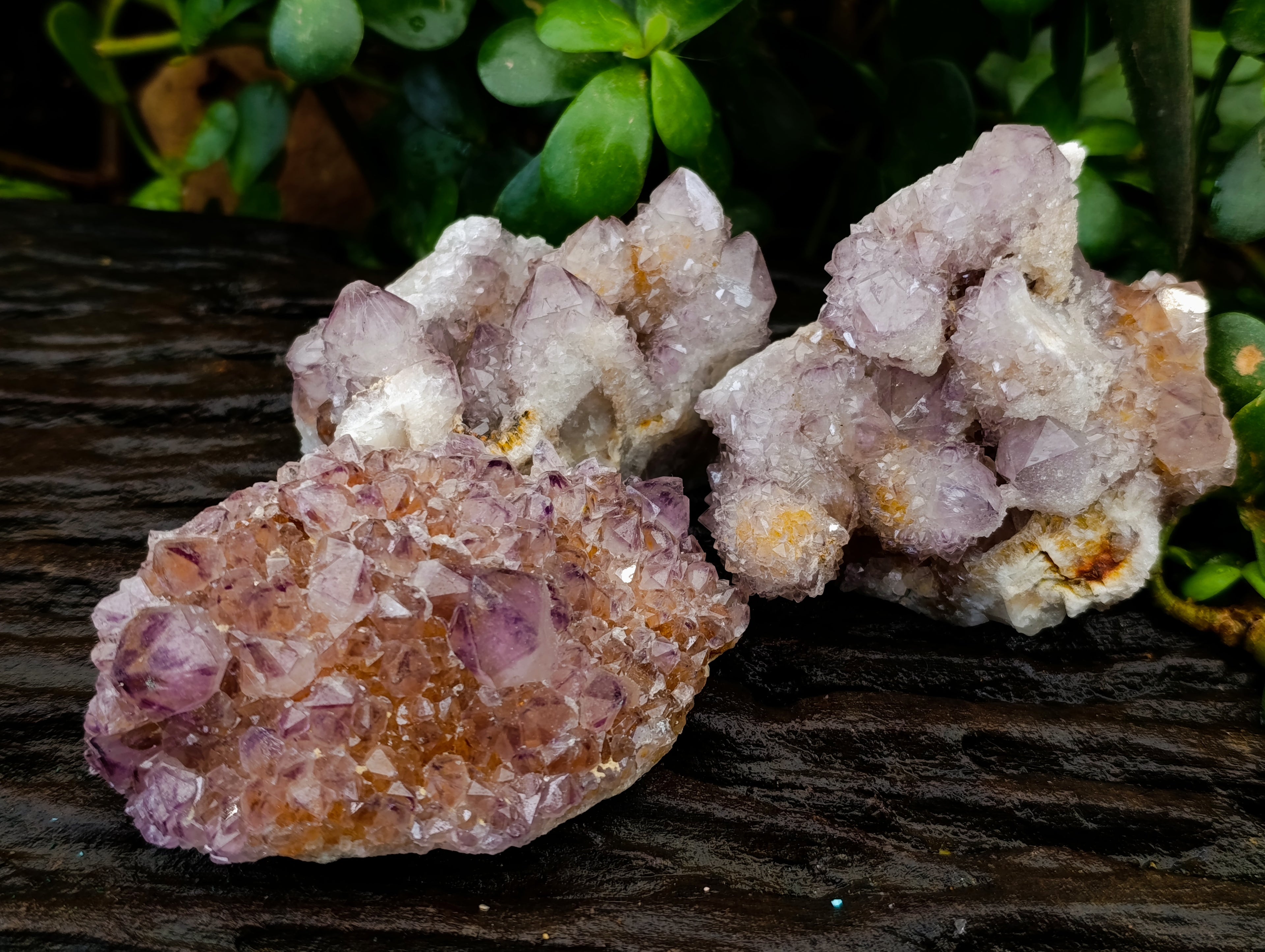 Natural Dark Amethyst Spirit Quartz Clusters x 6 From Boekenhouthoek, South Africa - Toprock Gemstones and Minerals 