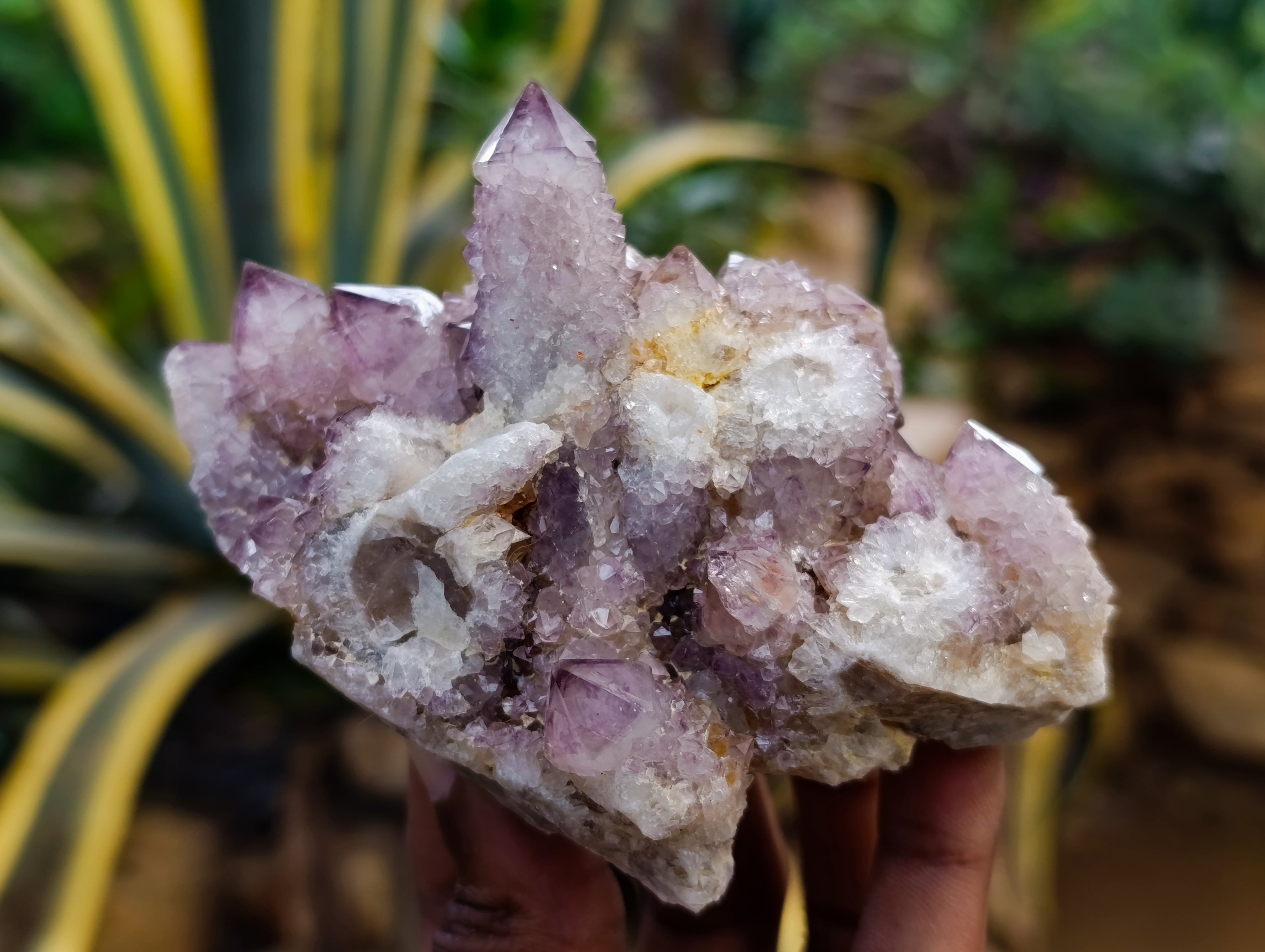 Natural Dark Amethyst Spirit Quartz Clusters x 6 From Boekenhouthoek, South Africa - Toprock Gemstones and Minerals 