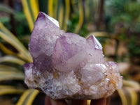 Natural Dark Amethyst Spirit Quartz Clusters x 6 From Boekenhouthoek, South Africa