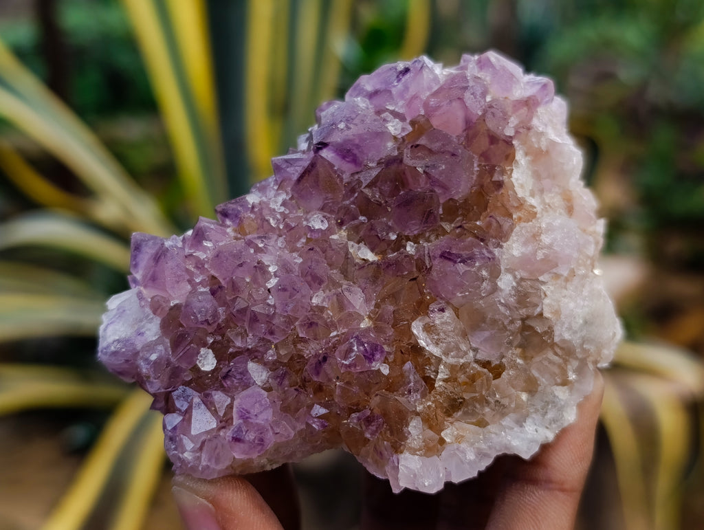 Natural Dark Amethyst Spirit Quartz Clusters x 6 From Boekenhouthoek, South Africa - Toprock Gemstones and Minerals 