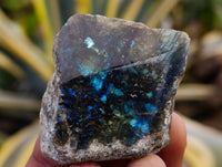 Polished On One Side Labradorite Plates x 35 From Tulear, Madagascar