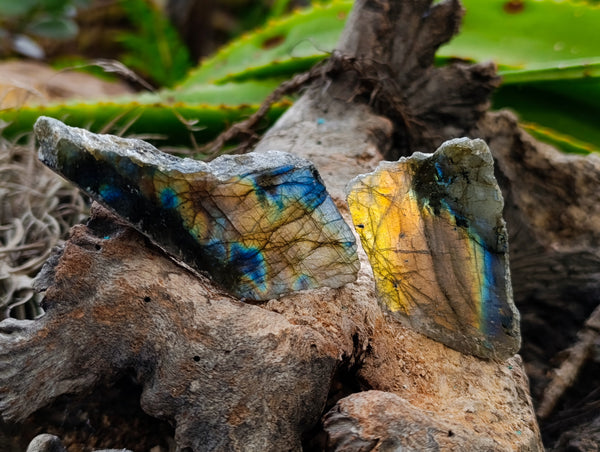 Polished On One Side Labradorite Plates x 35 From Tulear, Madagascar