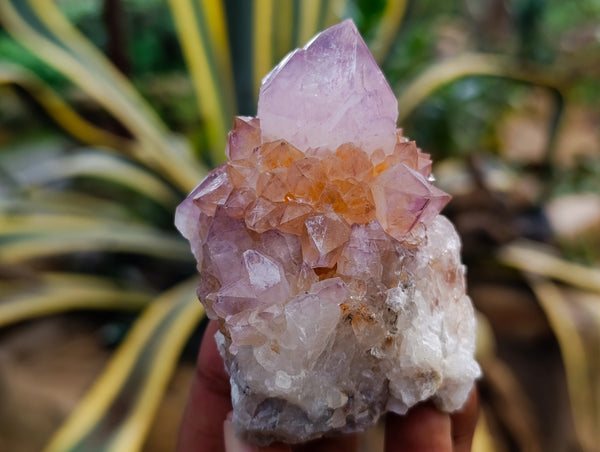 Natural Dark Amethyst Spirit Quartz Clusters x 12 From Boekenhouthoek, South Africa